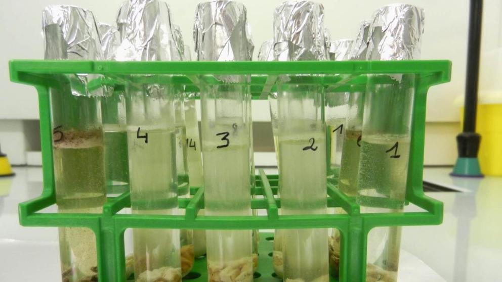 Samples in preparation (ANR NeHos project).