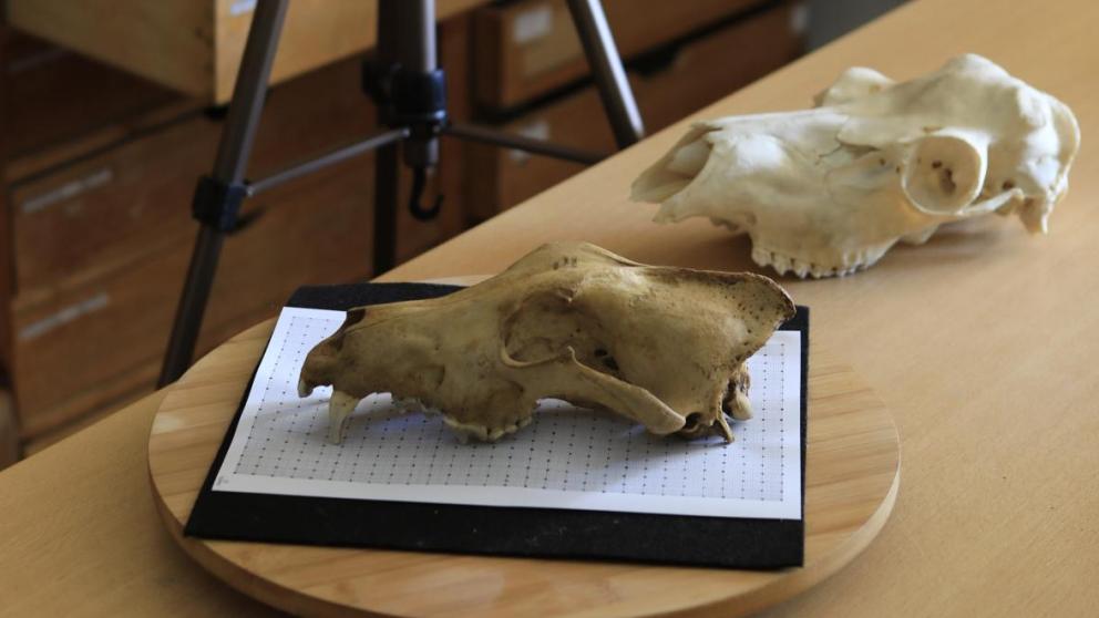 LAMPEA animal osteotheque / Photo: Jean Fondacci (Aix-Marseille Université).