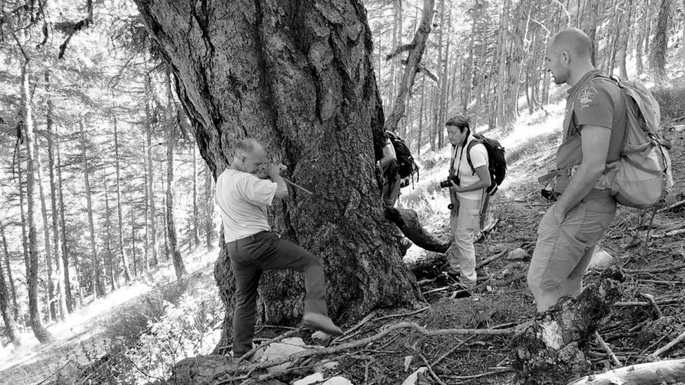 Coring of very old yew trees at Chourges (commune of Prads-Haute-Bléone, Alpes de Haute-Provence) / Photo: Myette Guiomar.