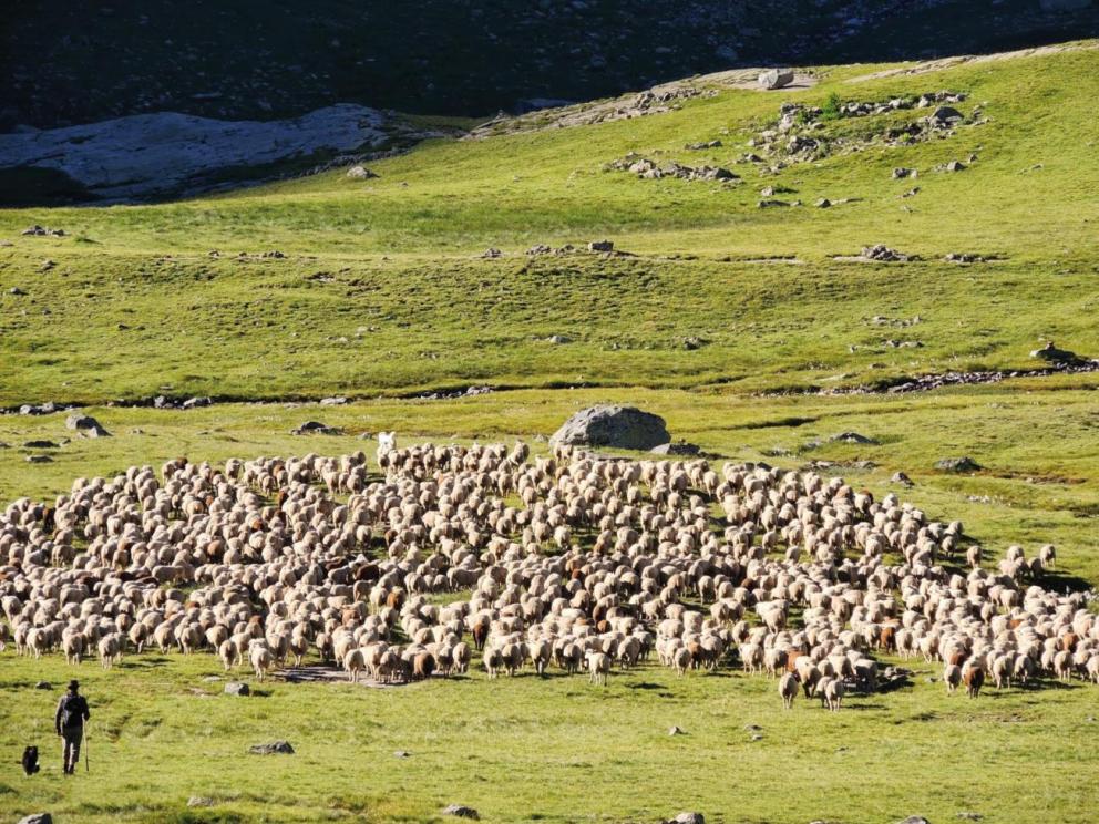 Transhumance sur le Plateau de Faravel (2200 m, Parc national des Ecrins, Freissinières, Hautes-Alpes) / Cliché : Kevin Walsh (Université de York).