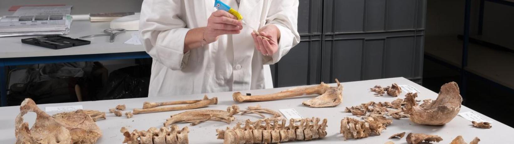 Human specimen undergoing anthropological study / Photo: Pascal Druelle (Inrap).